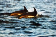 Atlantic White-sided Dolphin (Lagenorhynchus acutus)