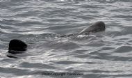 Basking Shark (Cetorhinus maximus)
