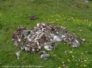 Arctic Terns, Sterna paradisaea.