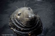 Grey Seal (Halichoerus grypus)