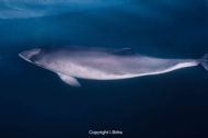 Harbour Porpoise (Phocoena phocoena)