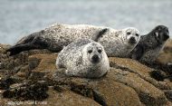 Common Seals (Phoca vitulina)