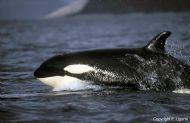 Killer Whales (Orcinus orca)