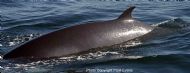 Minke Whale (Balaenoptera acutorostrata)