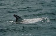 Risso's Dolphin (Grampus griseus)