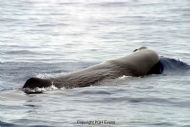 Sperm Whale (Physeter catodon)