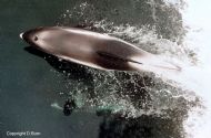 White-beaked Dolphin (Lagenorhynchus albirostris)